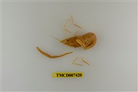 藏品(粗糙沼蝦)的圖片